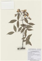 藏品(山薔薇)的圖片